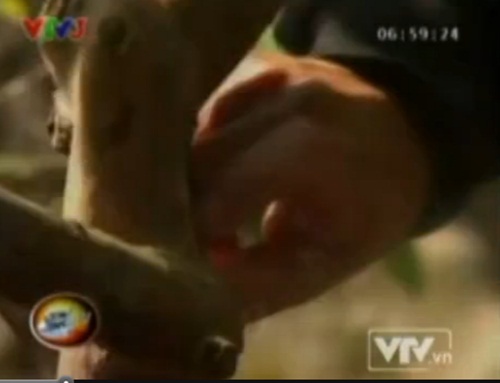 Cây[-]ổi[-]gãi[-]là[-]"cười"[-]ở[-]Thanh[-]Hóa[-]4